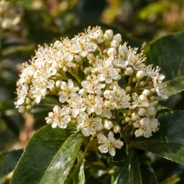Photinia 'Little fenna' (Photinia fraseri) — grappe de petites fleurs blanches et feuillage vert