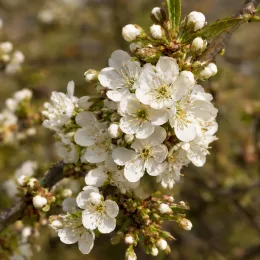 Cerisier 'Xapata' (Prunus avium) — grappe de petites fleurs blanches sur branche · Photo d'illustration