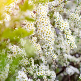 Spirée de vanhout (Spiraea vanhouttei) — longues branches arquées couvertes de petites fleurs blanches
