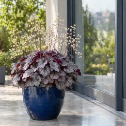 Heuchères 'Caffe frappe' (Heuchera) — plante ornementale en pot bleu sur terrasse · Photo d'illustration