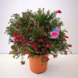 Grévilléa à feuilles de genévrier (Grevillea juniperina) — arbuste compact en pot, fleurs rouges vives · Pot 10L Touffe