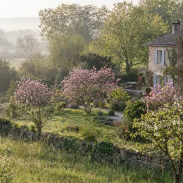 Magnolia — arbres aux fleurs roses devant maison en pierre