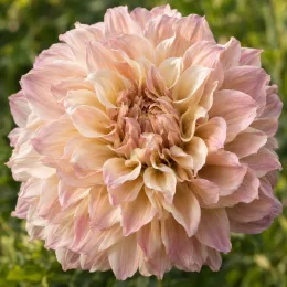 Vivace estivale 'Géant café au lait' (Dahlia) — gros plan sur une grande fleur pastel · Photo d'illustration