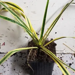 Yucca 'Bright edge' (Yucca filamentosa) — jeune plant graphique en pot plastique noir · Godet