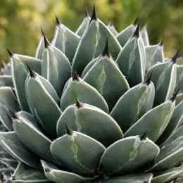 Agave (Agave nickelsiae) — rosette serrée de feuilles épaisses pointues · Photo d'illustration