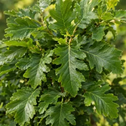 Charme commun 'Minor globe' (Carpinus betulus) — gros plan sur feuillage vert dense et lobé