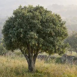 Chêne à glands doux 'Ballota' (Quercus ilex subsp. rotundifolia) — jeune arbre isolé dans une prairie · Photo d'illustration