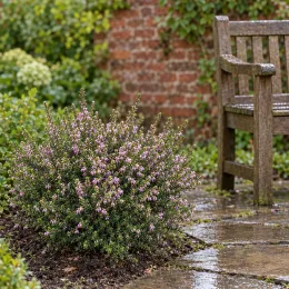 Bruyère 'Fursey' (Erica darleyensis) — massif buissonnant couvert de petites fleurs roses · Photo d'illustration