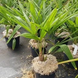 Palmier de chine (Trachycarpus fortunei) — jeune palmier en pot sur sol de pépinière · Pot 3L