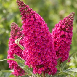 Buddleia 'Butterfly candy little cerise' (Buddleja davidii) — grappes coniques de petites fleurs roses vives