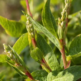 Persicaire 'Alba' (Persicaria amplexicaulis) — épis floraux en boutons parmi un feuillage vert · Photo d'illustration