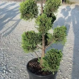 Cyprès de leyland 'Castlewellan gold' (Cupressocyparis leylandii) — arbuste persistant taillé en pompons verts dans pot noir · Pot 15L