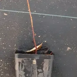 Plaqueminier de virginie (Diospyros virginiana) — jeune plant nu en pot plastique noir · Godet