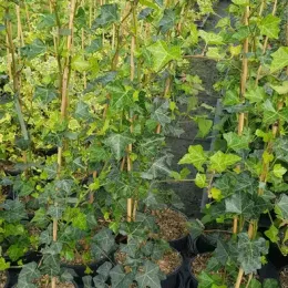 Lierre 'Hibernica' (Hedera helix) — plantes grimpantes en pots de pépinière avec tuteurs · Pot 3L