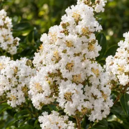 Lilas des indes 'White star' (Lagerstroemia indica) — grappes de petites fleurs blanches denses
