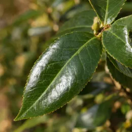 Camelia 'Show girl' (Camelia sasanqua) — gros plan sur feuilles vertes brillantes · Photo d'illustration