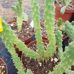 Oponce fragile (Opuntia fragilis) — cactus segmenté dressé en pot de pépinière