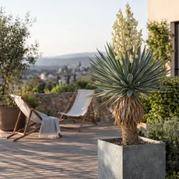 Yucca sentinelle bleu 'Blue sentry' (Yucca rigida) — grand yucca en pot sur terrasse aménagée · Photo d'illustration
