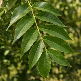 Noyer hybride 'Ng23 caumont' (Juglans nigra) — grand folioles verts luisants sur rameau
