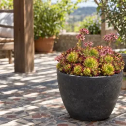 Joubarbe pineapple paradise 'Chick charms pineapple paradise' (Sempervivum) — touffes de rosettes vertes et rouges en pot · Photo d'illustration