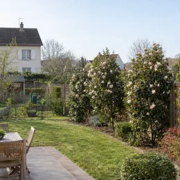 Magnolia 'Bubbles' (Michelia) — grands arbustes fleuris formant haie dans un jardin · Photo d'illustration