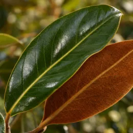 Magnolia de la galissonnière 'Galissoniere' (Magnolia grandiflora) — gros plan de deux feuilles opposées