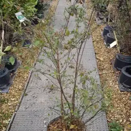 Abelia à grandes fleurs (Abélia grandiflora) — arbuste élancé en pot sur allée de pépinière · Pot 8L