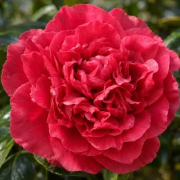 Camelia 'Anticipation' (Camelia japonica) — gros plan sur une fleur rouge épanouie · Photo d'illustration