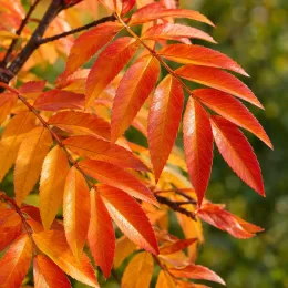 Sorbier des oiseleurs 'Dodong' (Sorbus aucuparia) — feuilles composées orange et rouges en gros plan