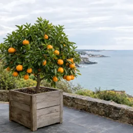 Mandarinier satsuma maxima 'Maxima' (Citrus unshui) — petit arbre fruitier en bac bois côtier