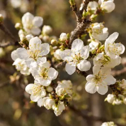 Griottier nain 'Jewel' (Prunus) — grappes de petites fleurs blanches sur branche · Photo d'illustration