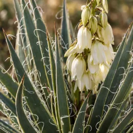 Yucca hérisson (Yucca harrimaniae) — inflorescence de clochettes pâles au-dessus de feuilles raides · Photo d'illustration