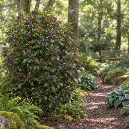 Viorne tin 'Spirit' (Viburnum tinus) — arbuste dense à baies colorées bordant un sentier