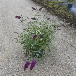 Arbre aux papillons 'rouge mauve' (Buddleia davidii) — Pot 7.5L, photo 8