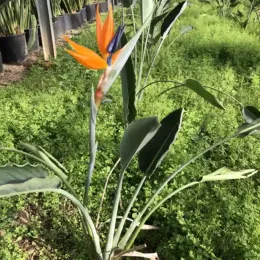 Oiseau de Paradis (Strelitzia reginae) — plante exotique à grandes feuilles et fleur orange · Pot 3L