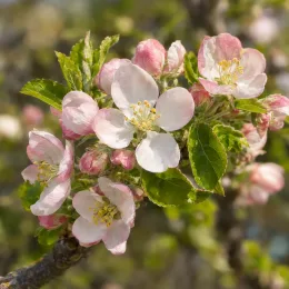 Pommier 'Peatxa' (Malus domestica) — grappe de fleurs blanches et roses sur branche · Photo d'illustration