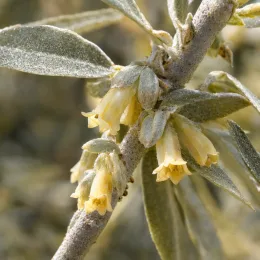 Goumi du japon à baies rouges 'Quicksilver' (Eleagnus angustifolia) — petites fleurs jaune pâle sur rameau argenté · Photo d'illustration