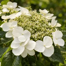 Hortensia (Hydrangea seemanii) — inflorescence plate aux grandes bractées blanches · Photo d'illustration