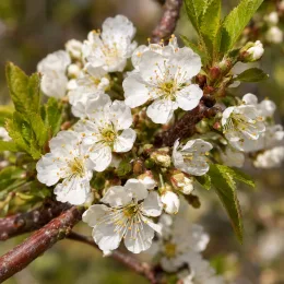Cerisier 'Stella' (Prunus avium) — grappe de petites fleurs blanches sur rameau