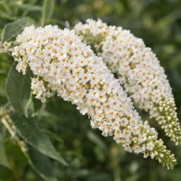 Arbre aux papillons 'Reve de papillon white' (Buddleia davidii) — grappes arquées de petites fleurs blanches · Photo d'illustration