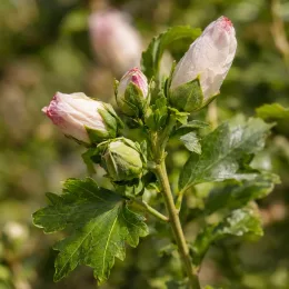 Althéa 'Walberton's lunar flare' (Hibiscus syriacus) — gros plan sur boutons floraux pâles et feuillage