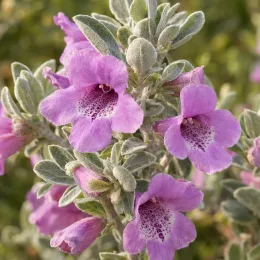 Sauge du désert (Leucophyllum frutescens) — fleurs mauves tubulaires avec feuillage gris argenté · Photo d'illustration