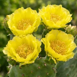 Cactée 'Kurt' (Opuntia) — quatre grandes fleurs jaunes sur cactus aplati