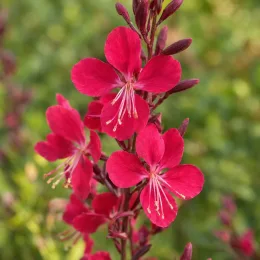Gaura 'Gaudi red' (Gaura lindheimeri) — grappes de fleurs rouge vif en gros plan · Photo d'illustration