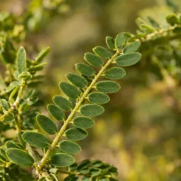 Sophora nain 'Dragon's gold' (Sophora microphylla) — gros plan sur petites folioles ovales vertes · Photo d'illustration