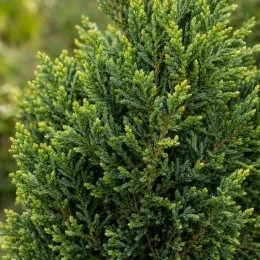 Genévrier de chine (Juniperus chinensis) — gros plan sur feuillage dense et ramifié