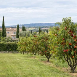 Nectarinier 'Silver giant' (Prunus persica) — rangée d'arbres fruitiers chargés de fruits