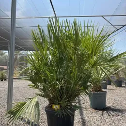 Palmier nain (Chamaerops humilis) — grand plant à feuilles palmées en pot noir · Pot 25L
