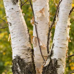Bouleau verruqueux (Betula alba) — troncs à écorce claire se desquamant, gros plan