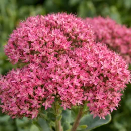 Sedum (Sedum spectabilis) — ombelles denses de petites fleurs roses · Photo d'illustration